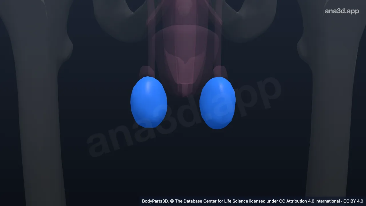 Model 3D: Testis