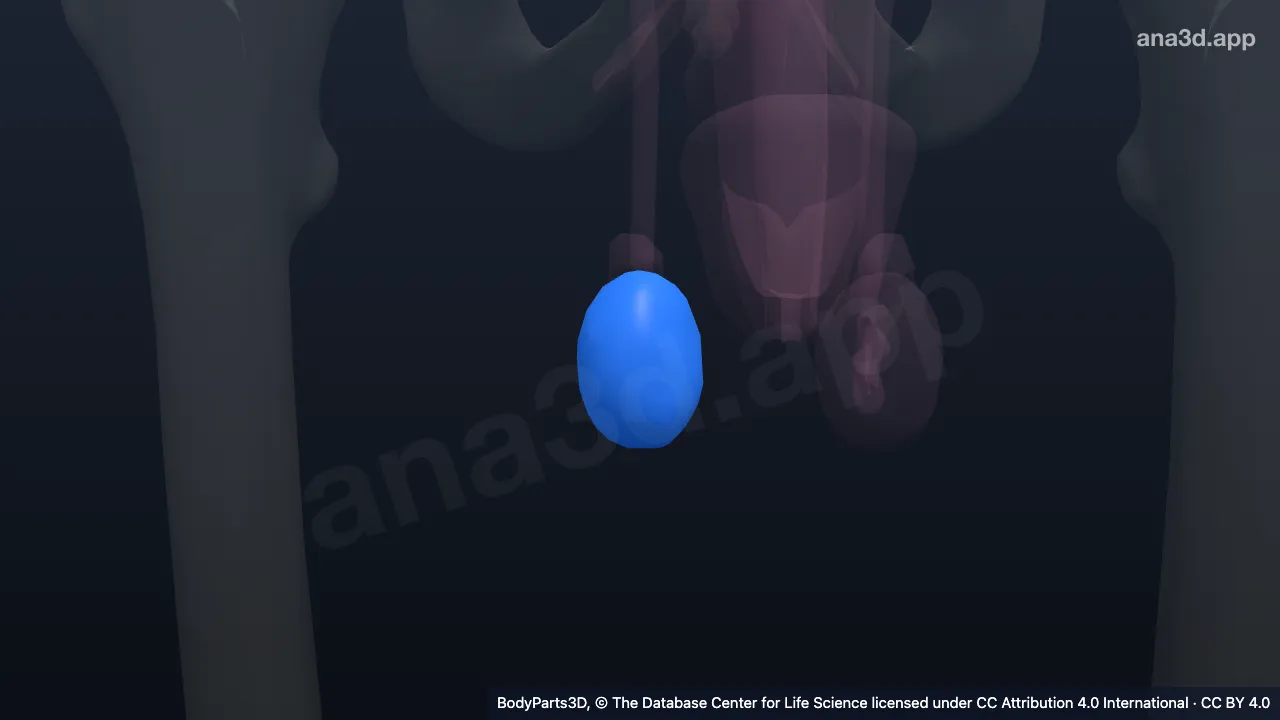 3D model: right testis
