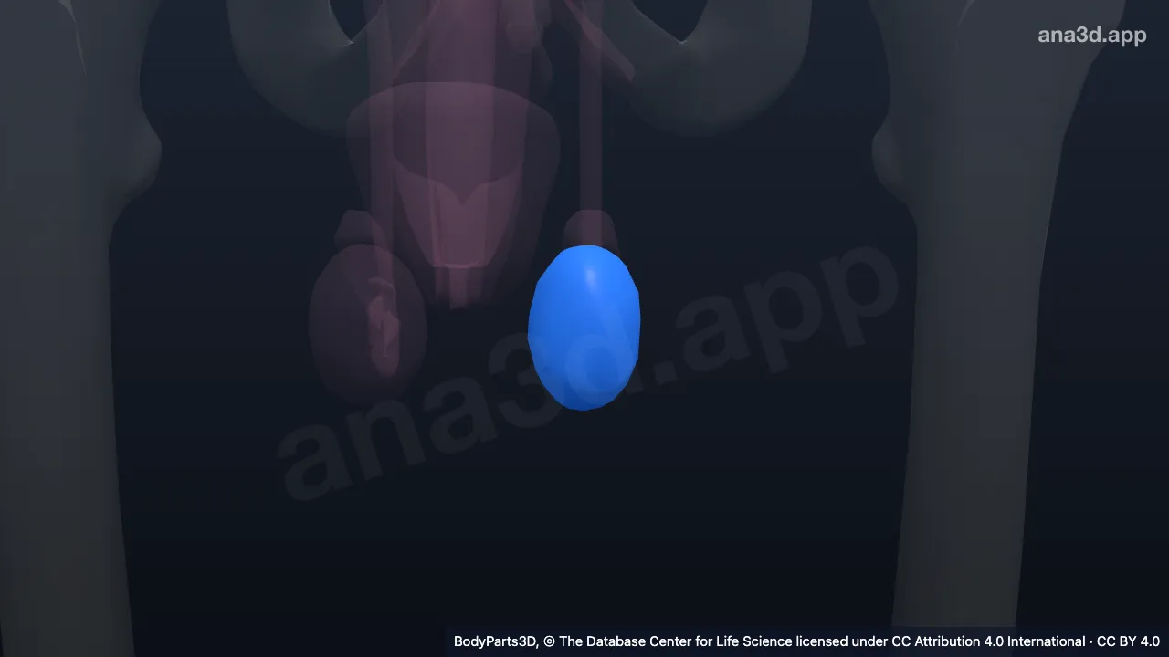 3D model: left testis
