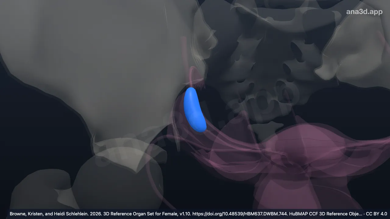Modelo 3D: Ovario derecho