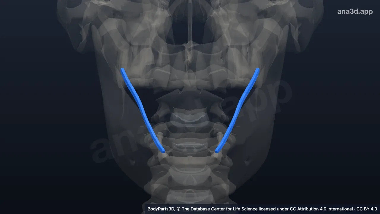 3D model: stylohyoid ligament