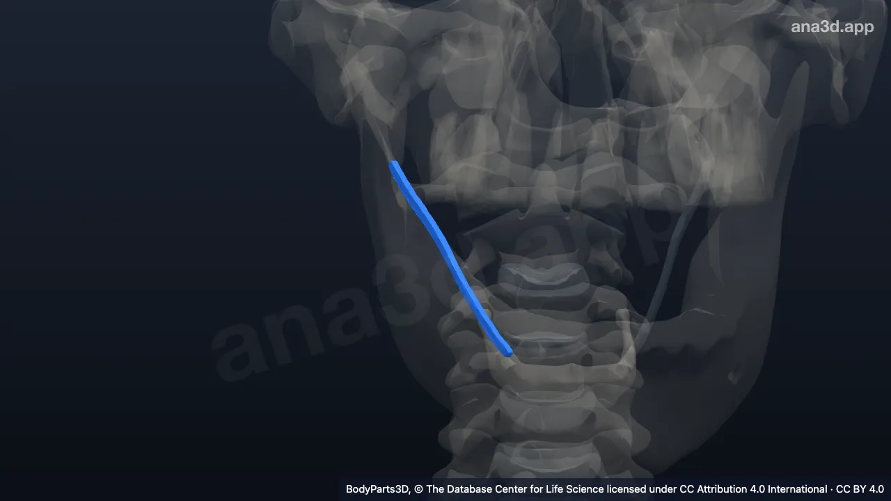 Model 3D: Ligamen stilohioideum kanan