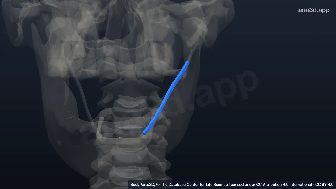 3D model: left stylohyoid ligament