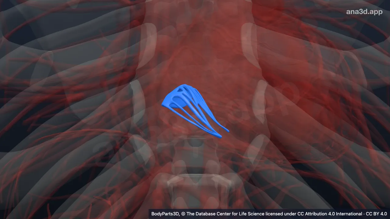 Modèle 3D : cuspide postérieure de la valve atrio-ventriculaire droite