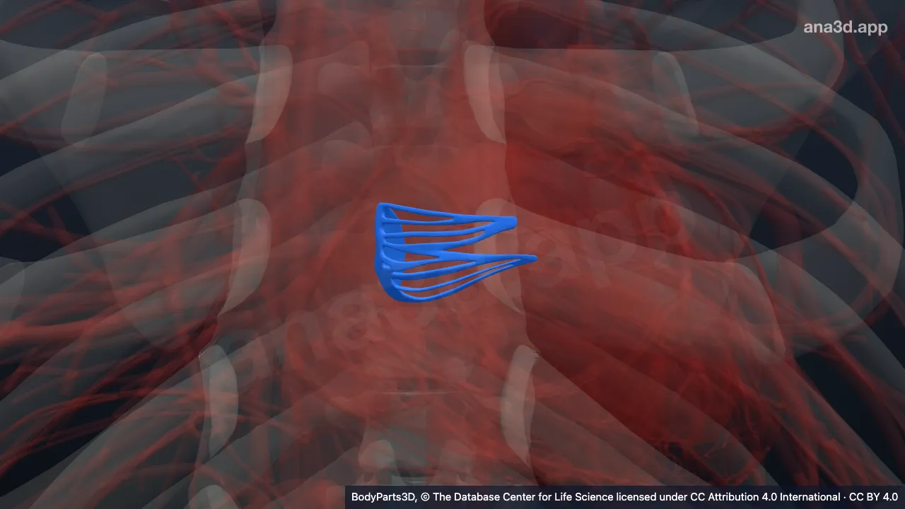 Model 3D: Daun septalis katup trikuspid