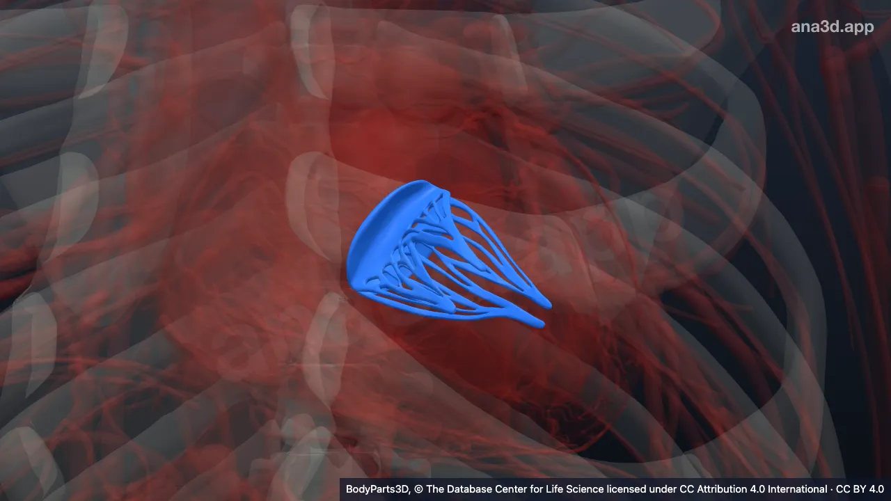 Modelo 3D: Cúspide da valva mitral