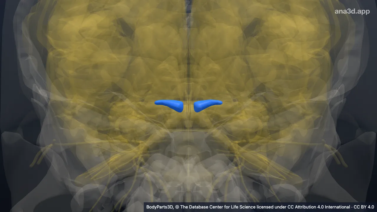 3D model: brachium of superior colliculus