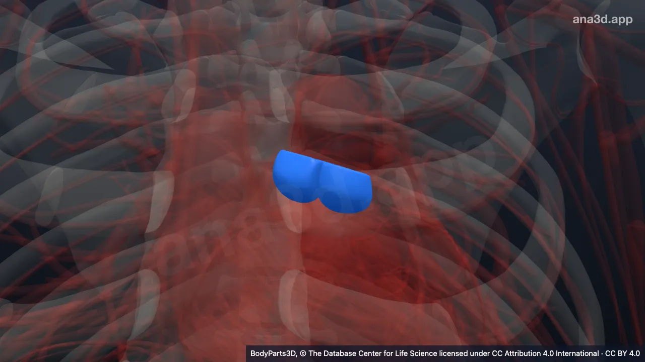 Model 3D: Katup pulmonalis