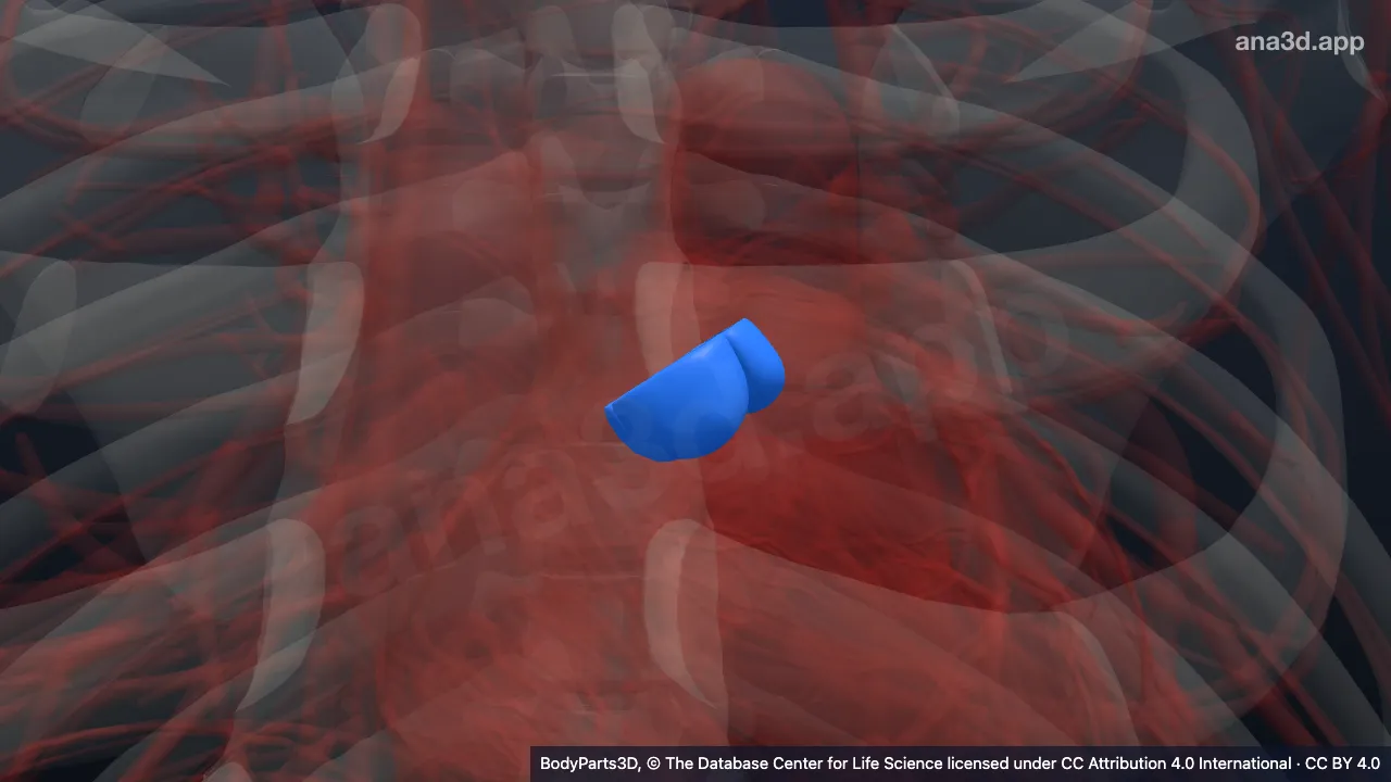 Modelo 3D: Cúspide da valva da aorta