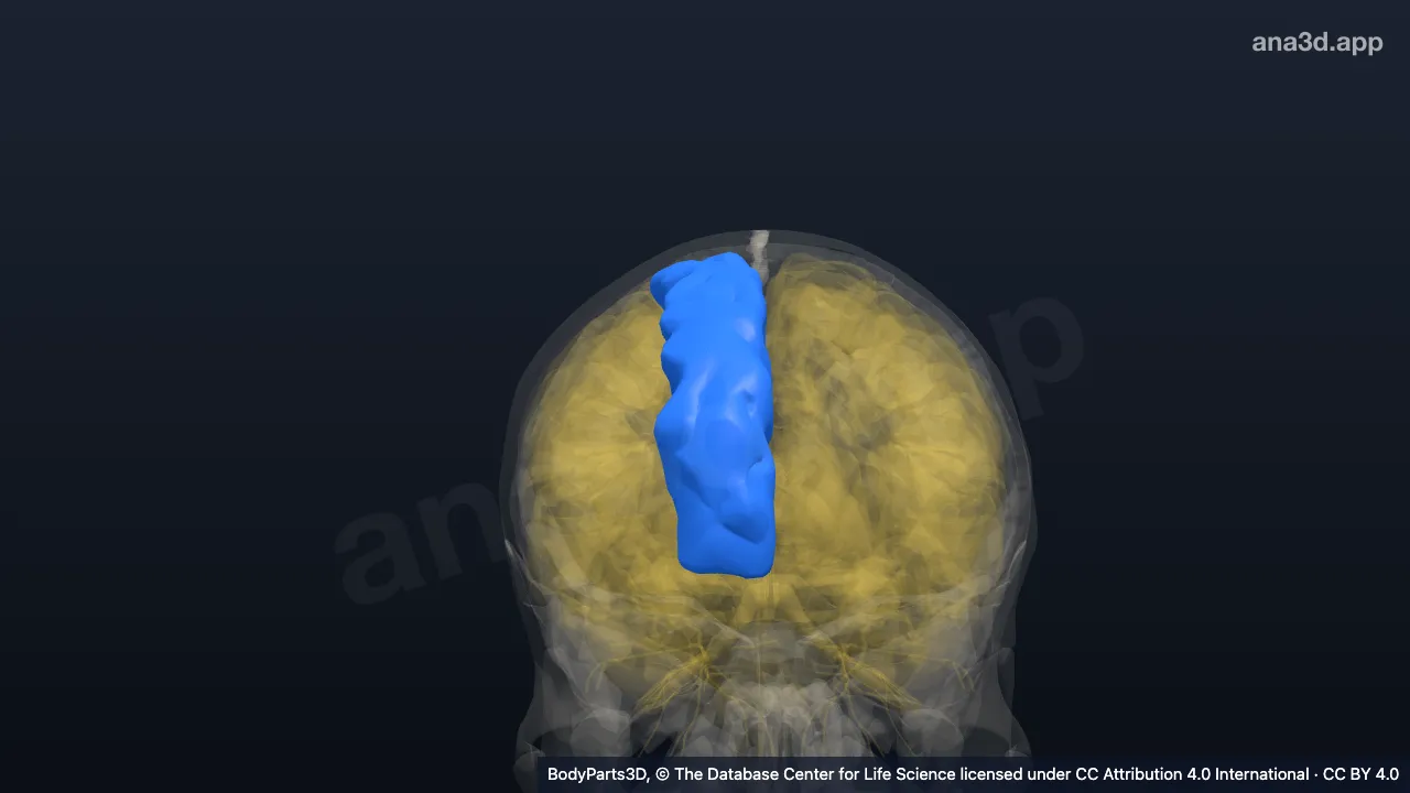 Modelo 3D: Giro frontal superior derecho
