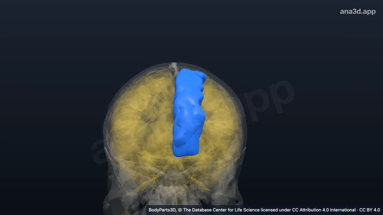 Modèle 3D : Gyrus frontal supérieur gauche
