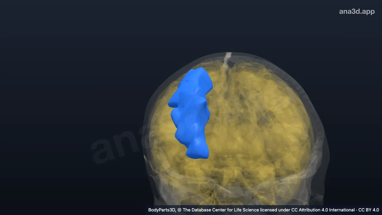 Model 3D: Girus frontalis medius kanan