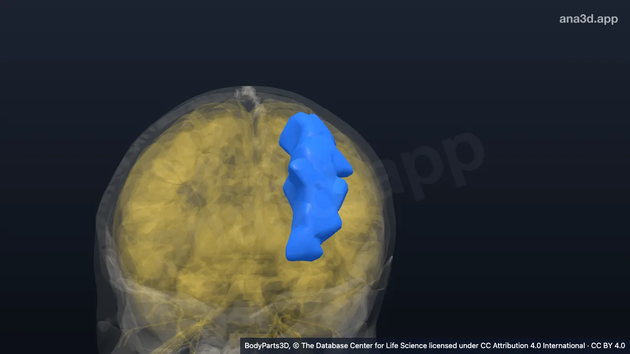 3D model: left middle frontal gyrus
