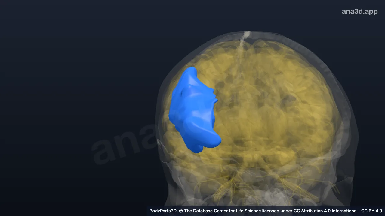 Modelo 3D: Giro frontal inferior derecho