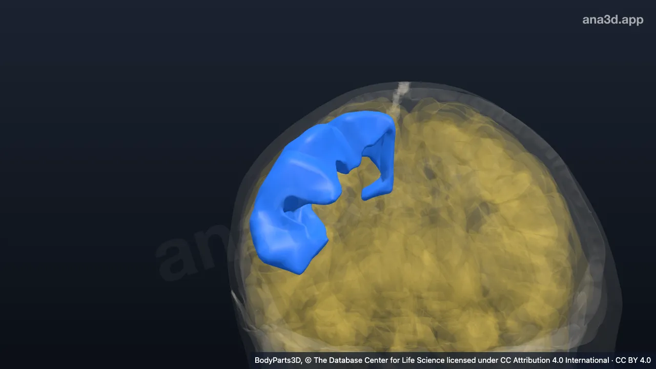 Modèle 3D : Gyrus précentral droit