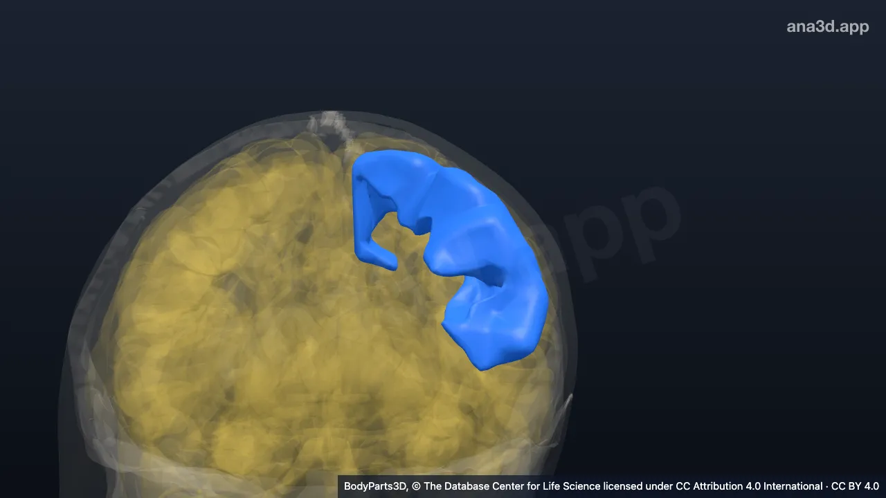 3D model: left precentral gyrus