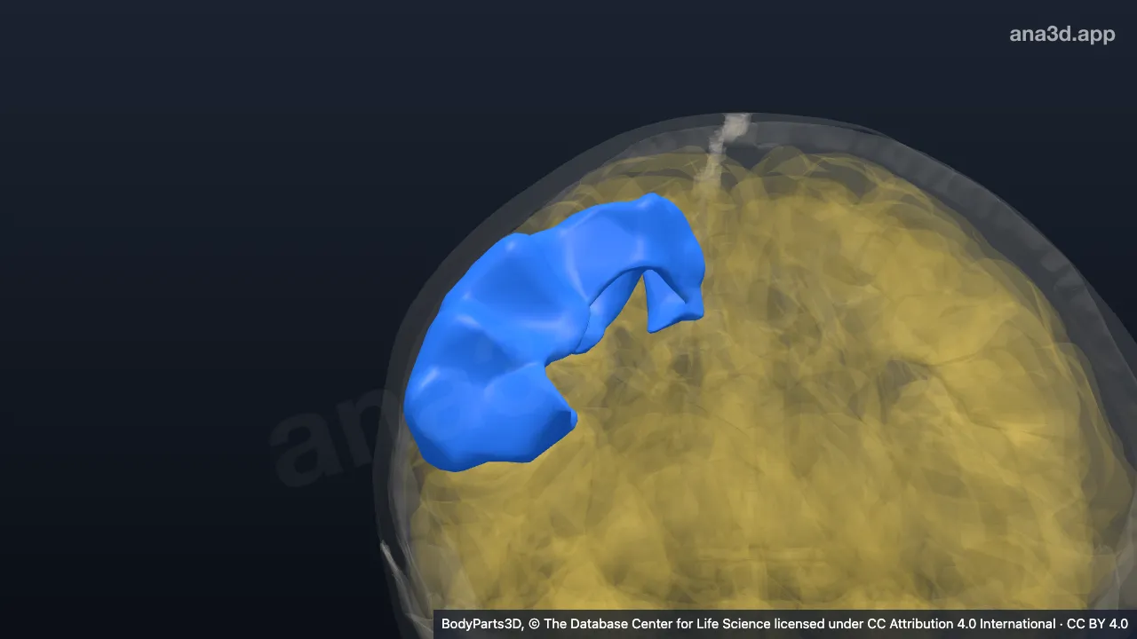 3D model: right postcentral gyrus