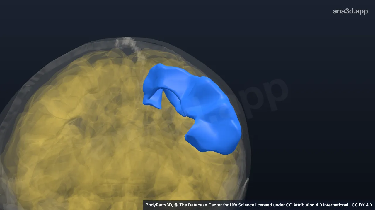 3D model: left postcentral gyrus