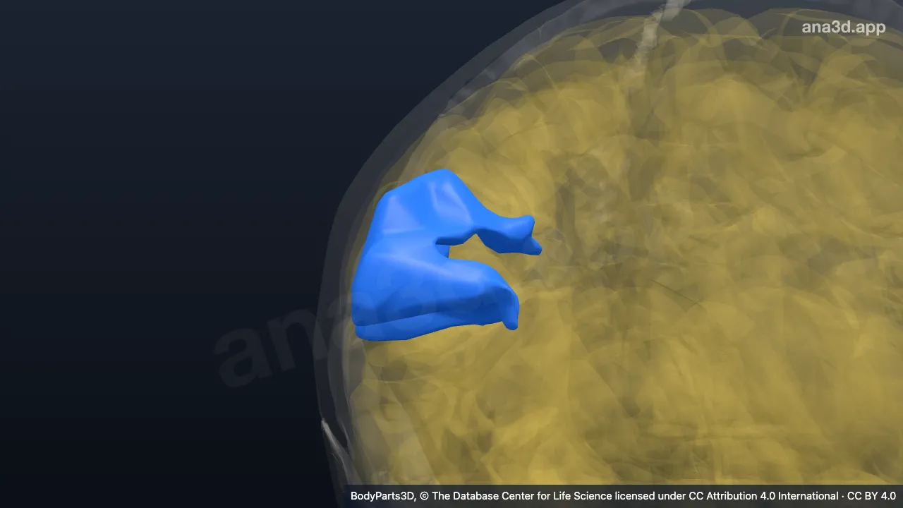 3D model: right supramarginal gyrus