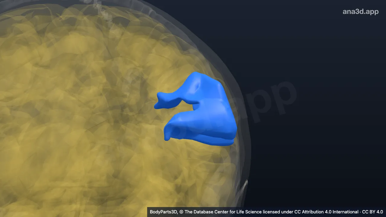 Modelo 3D: Giro supramarginal izquierdo