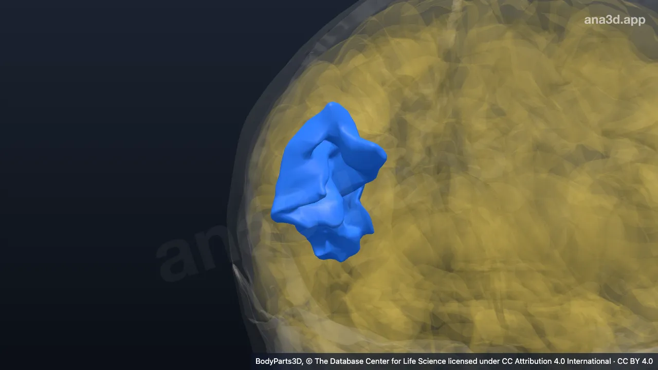 Modelo 3D: Giro angular direito