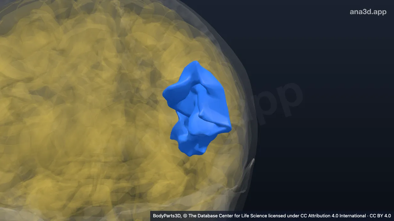 3D model: left angular gyrus