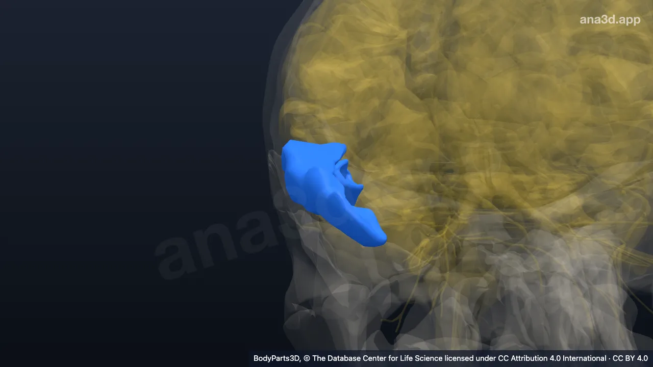 3D model: right middle temporal gyrus