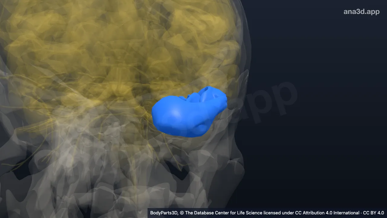 3D model: left inferior temporal gyrus