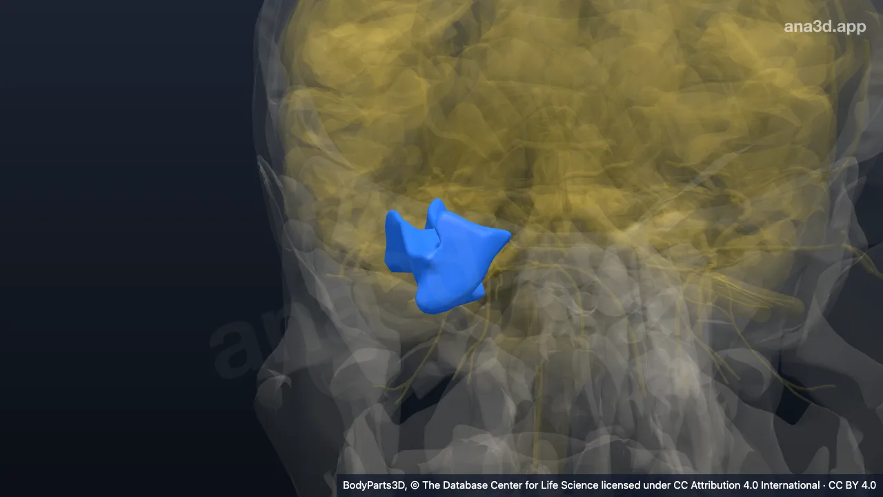 3D model: right fusiform gyrus