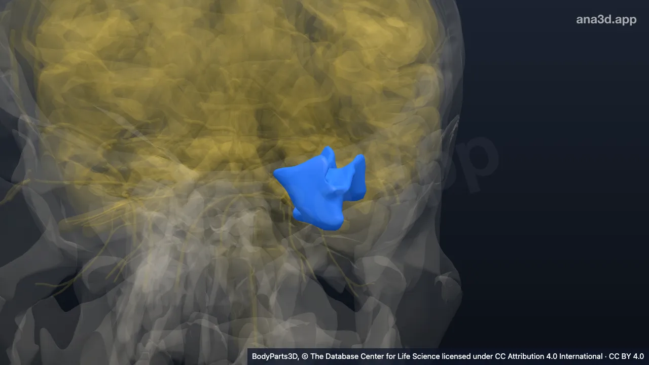 Modèle 3D : Gyrus fusiforme gauche