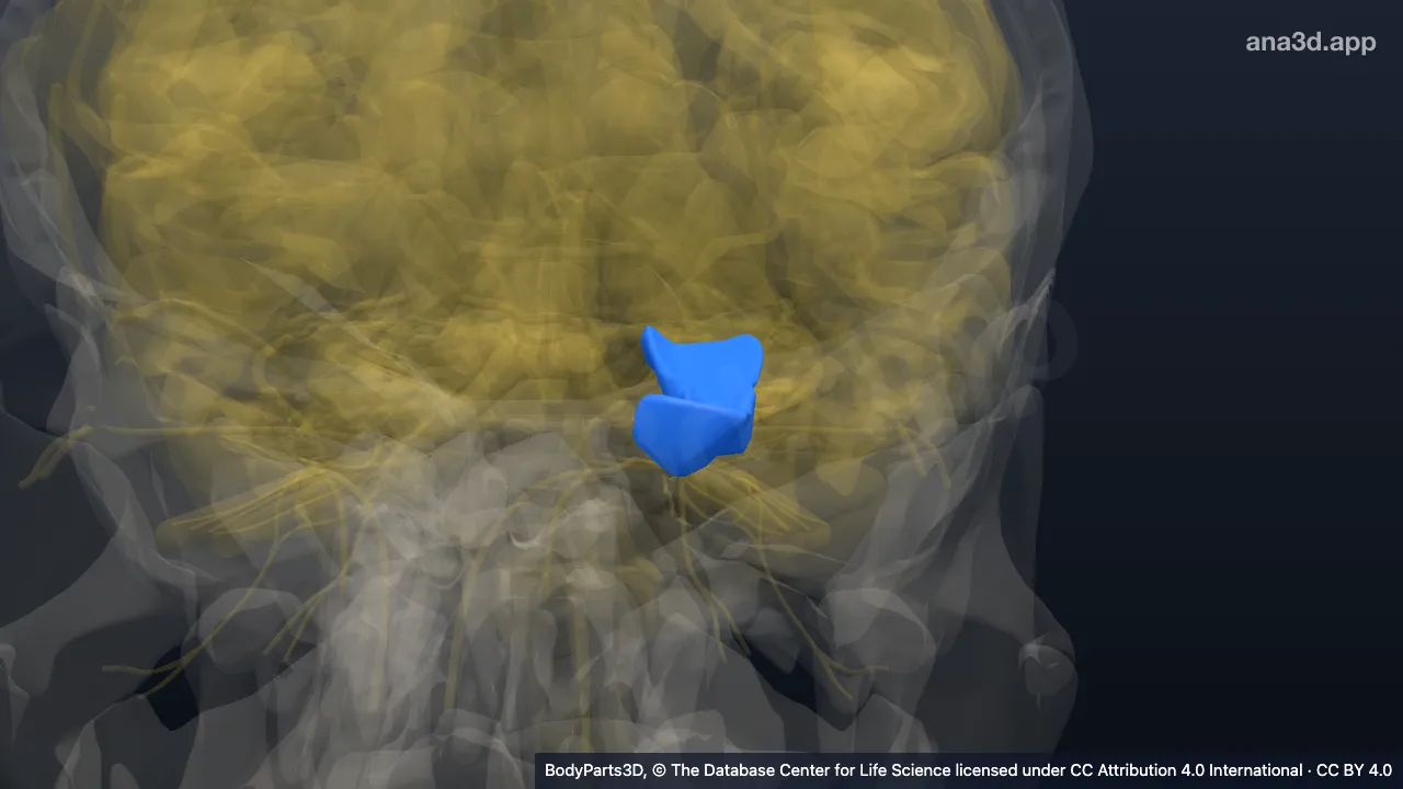3D model: left parahippocampal gyrus