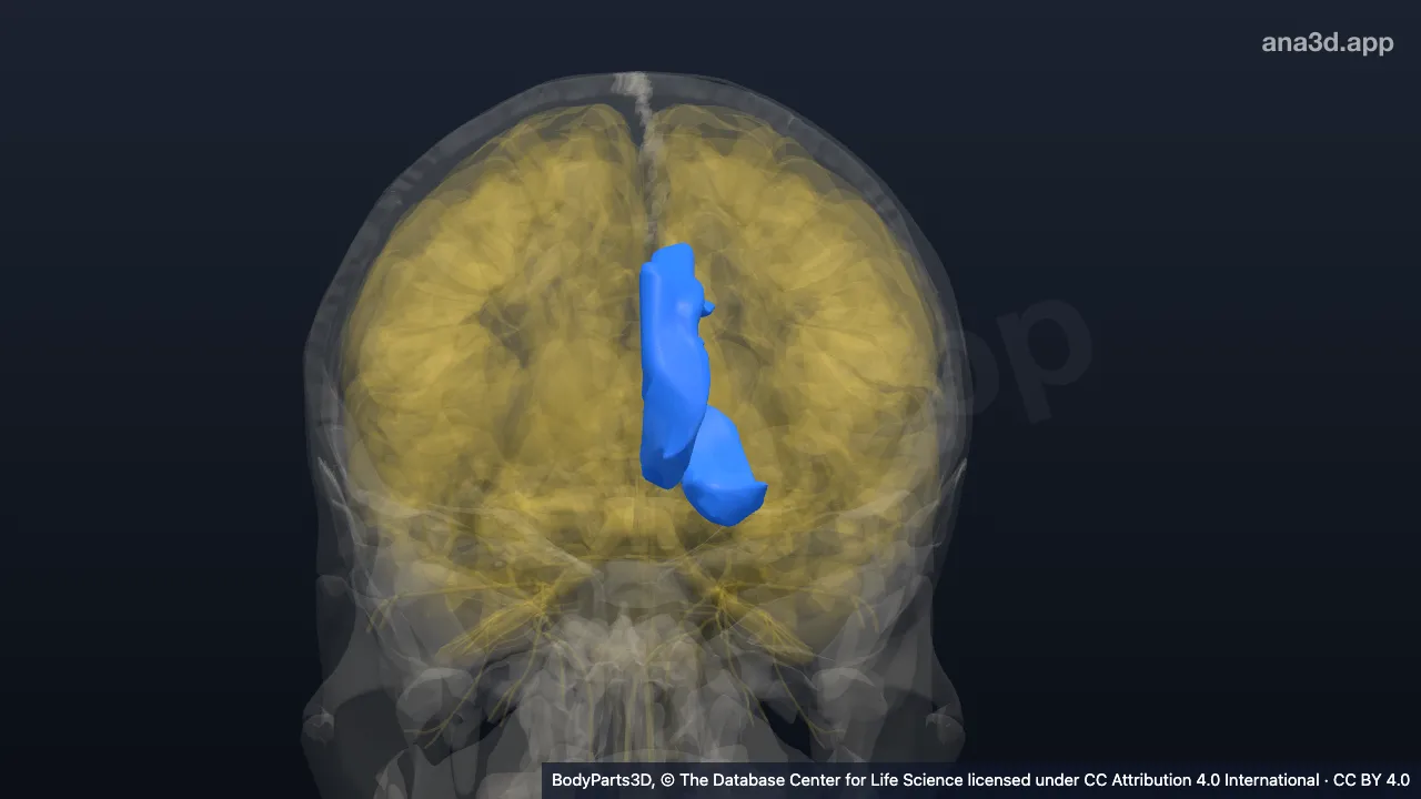 3D model: left cingulate gyrus