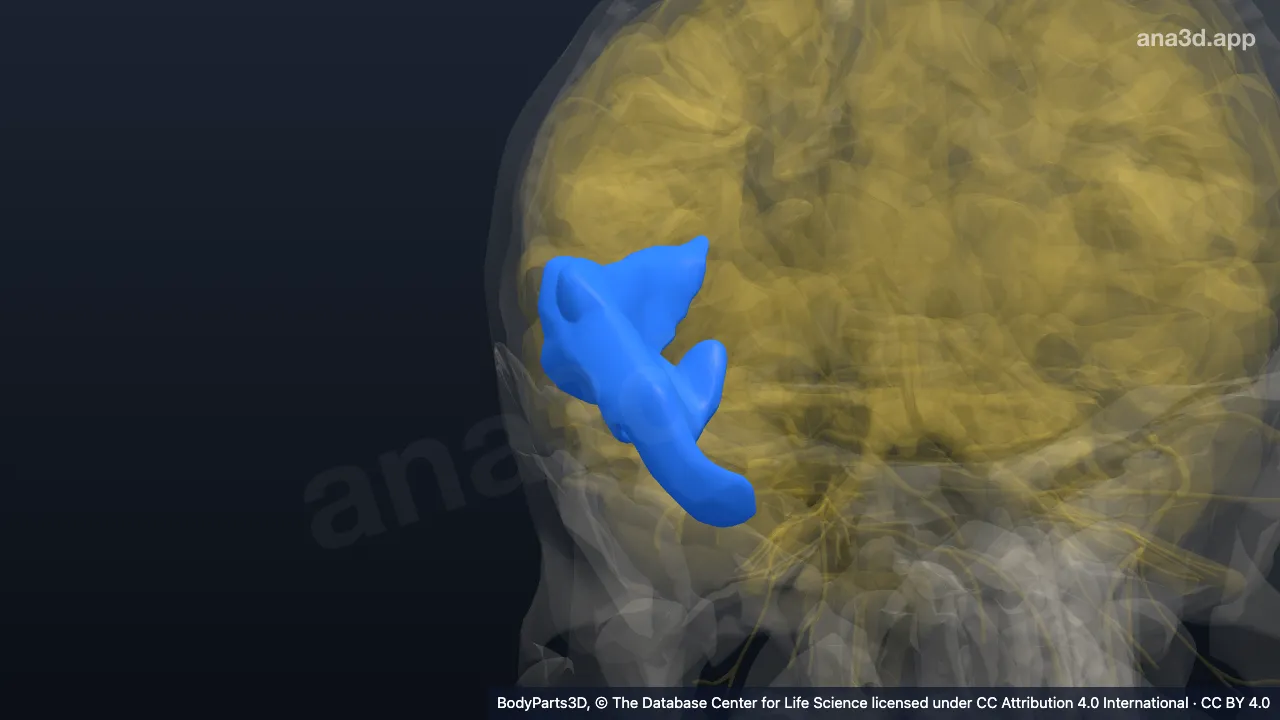 Modelo 3D: Parte anterior do giro temporal superior direito
