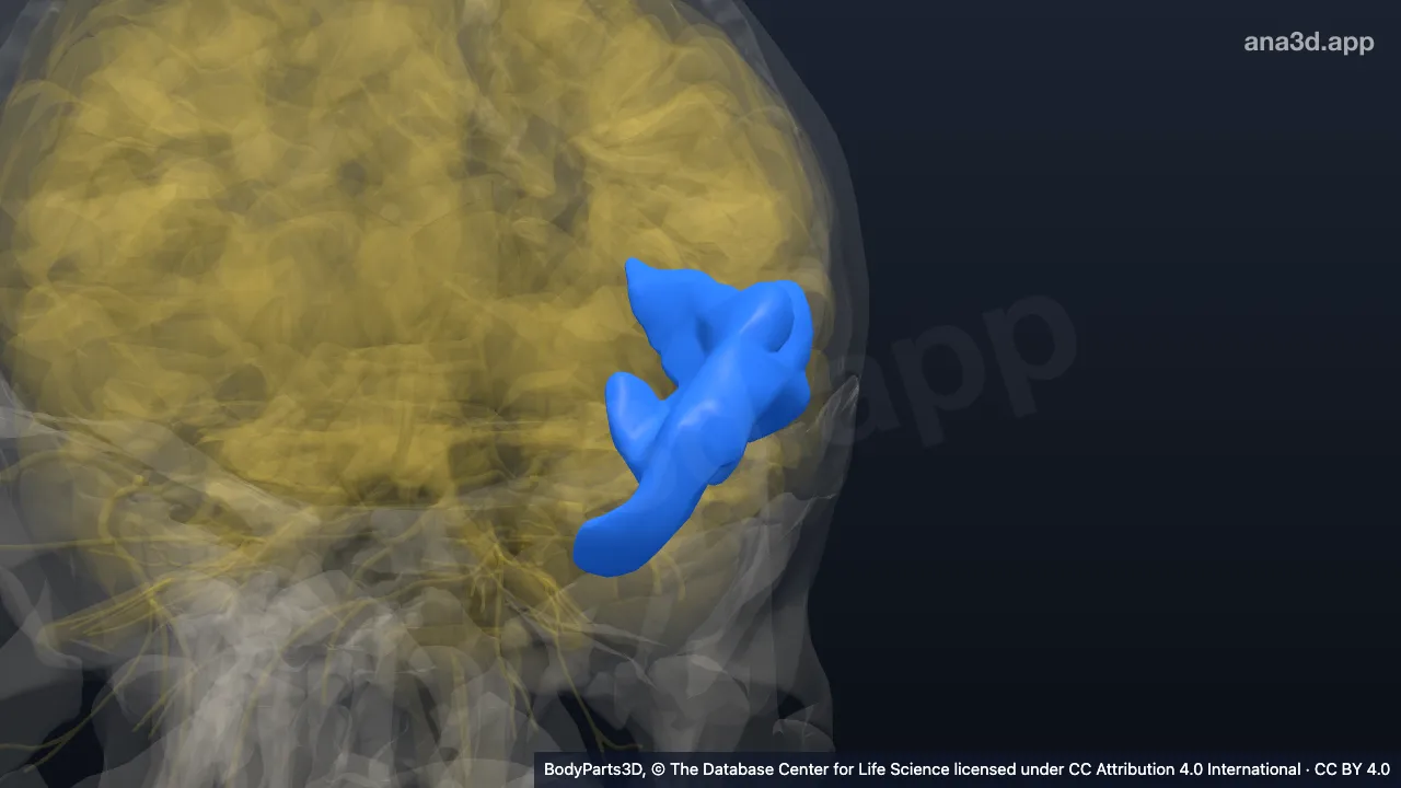 Model 3D: Bagian anterior girus temporalis superior kiri