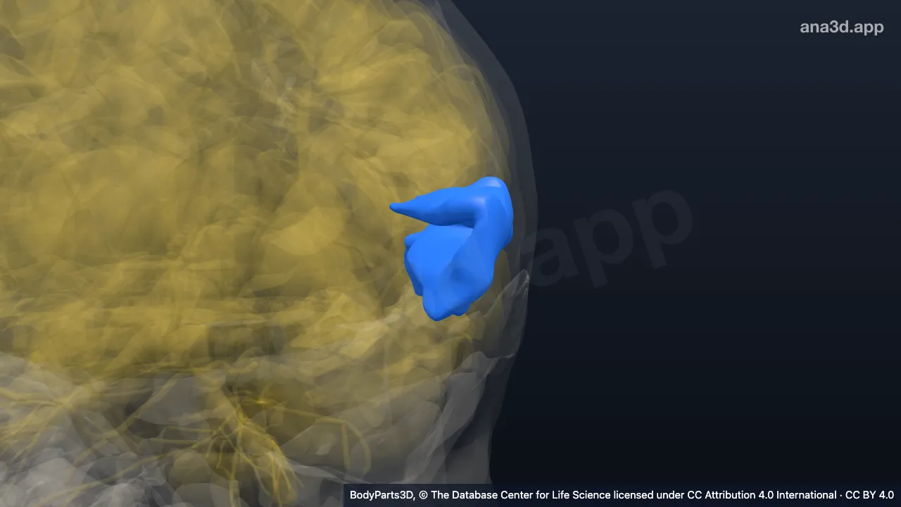 3D-Modell: Hinterer Teil des linken Gyrus temporalis superior