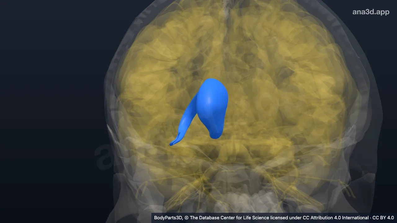 3D model: right caudate nucleus
