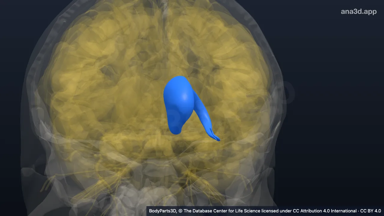Modèle 3D : Noyau caudé gauche