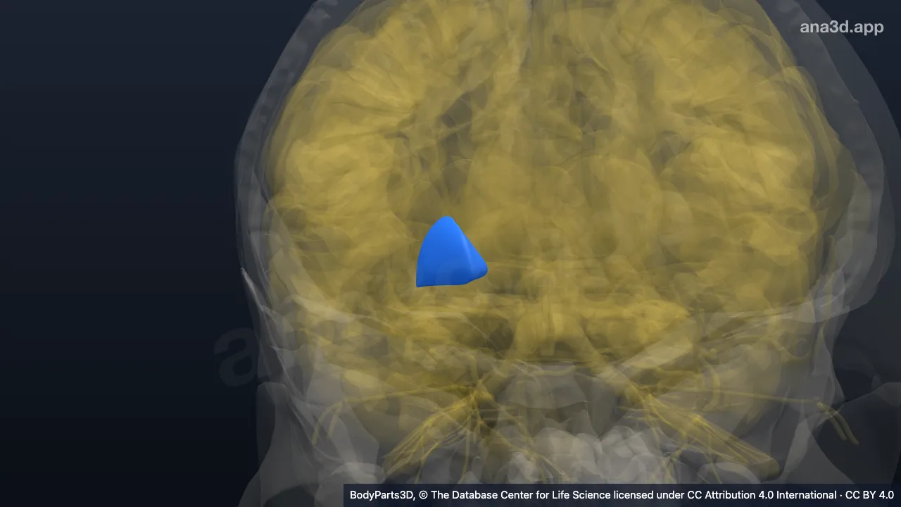 3D model: right globus pallidus