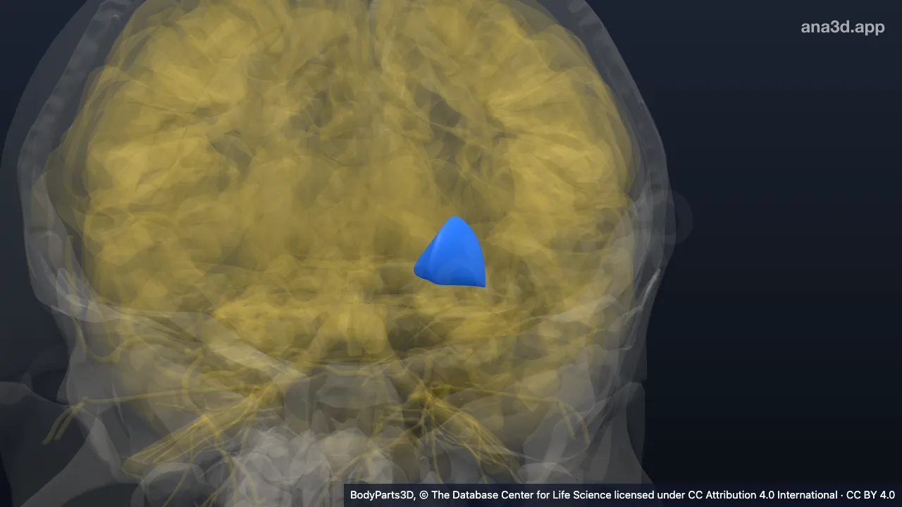 3D model: left globus pallidus