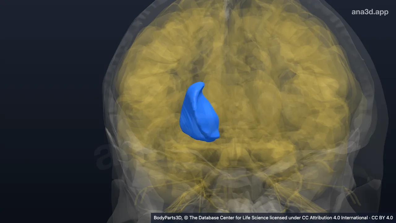 3D model: right internal capsule