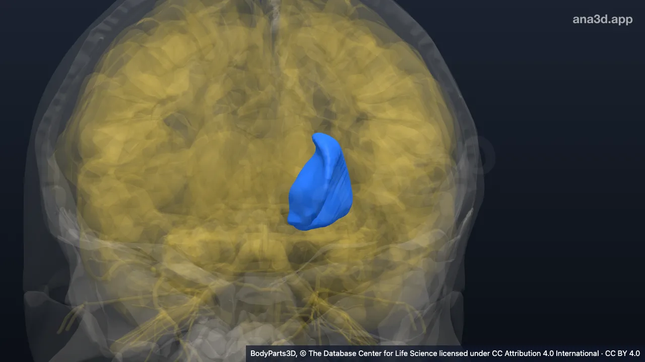 Modèle 3D : Capsule interne gauche