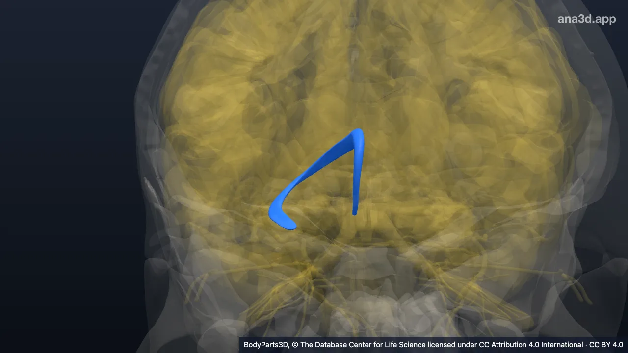 Modèle 3D : Fornix droit