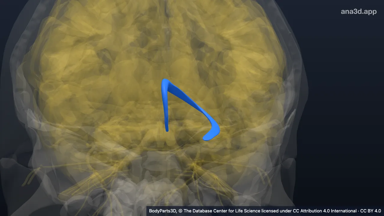 3D model: left fornix of forebrain