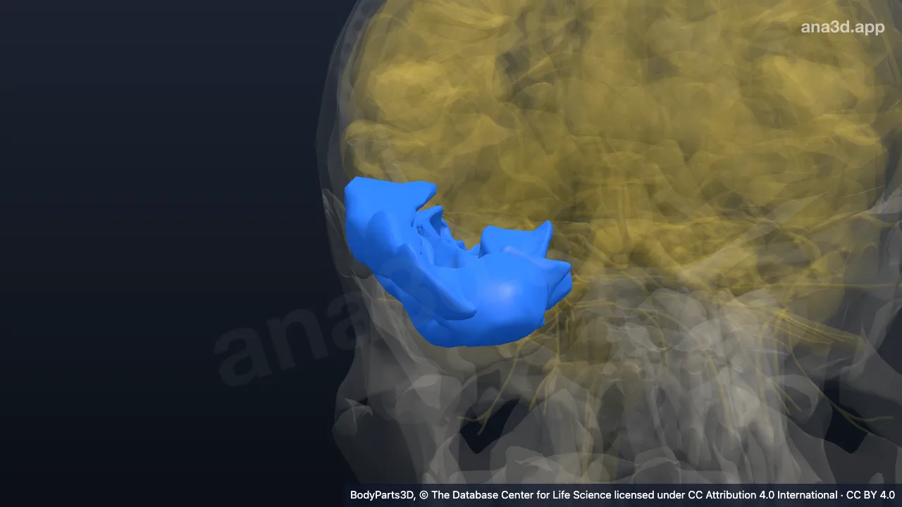 Modelo 3D: Lobo temporal direito