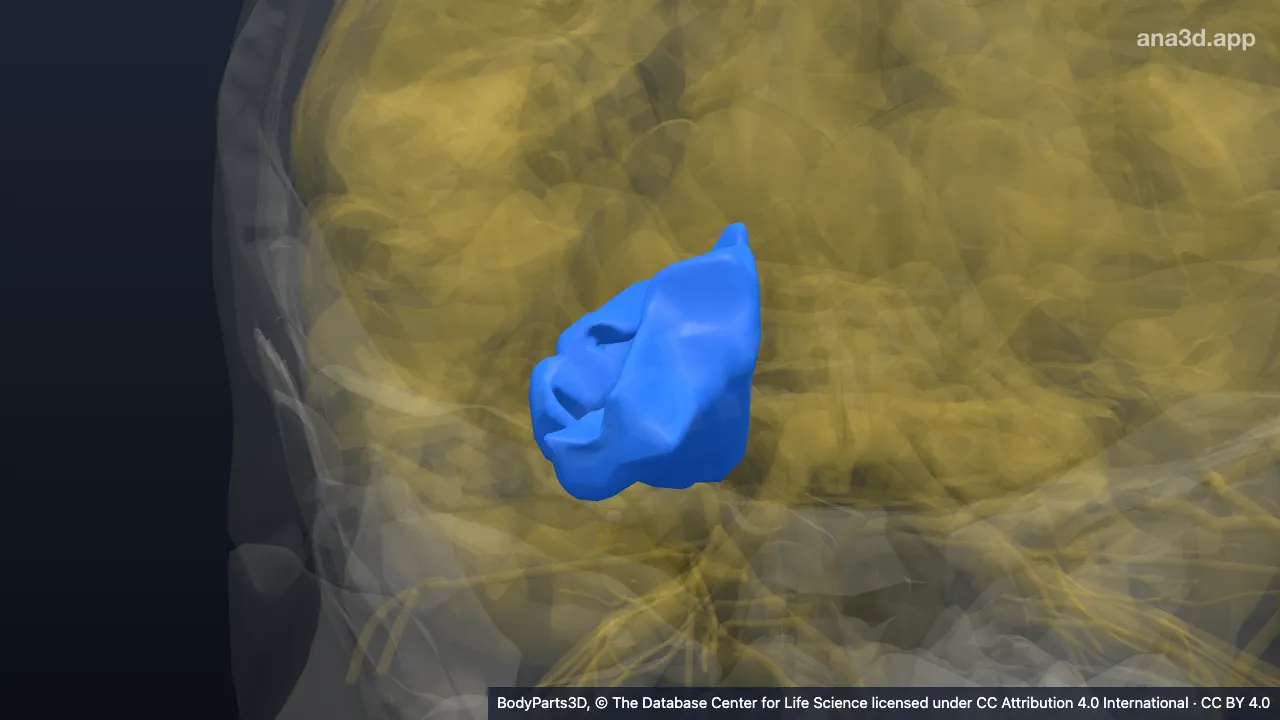 3D model: right occipital lobe