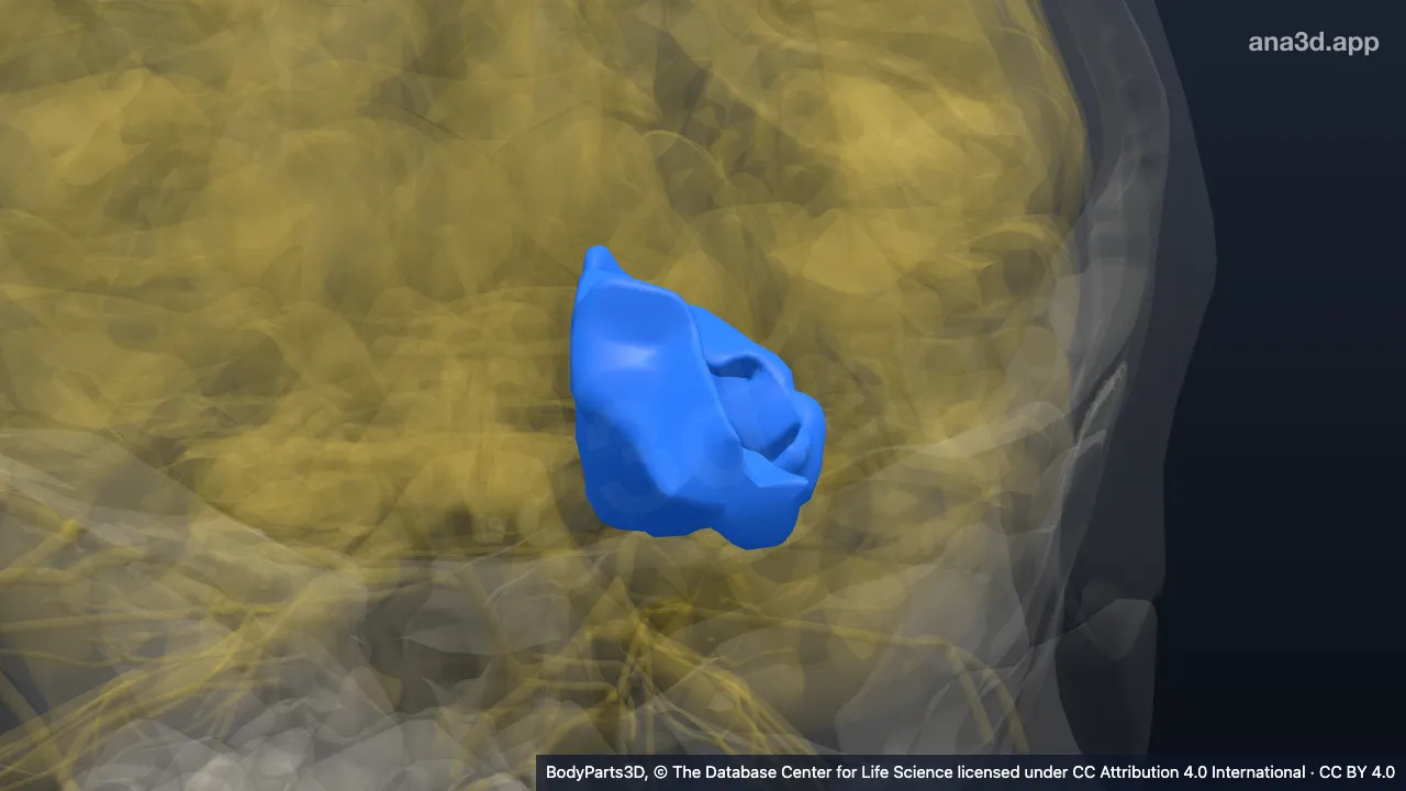 Modelo 3D: Lobo occipital esquerdo