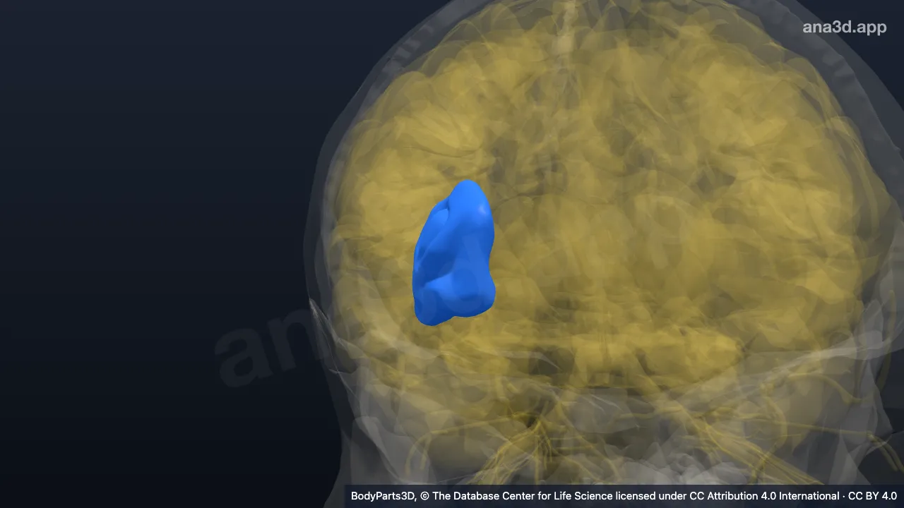 3D model: right insula