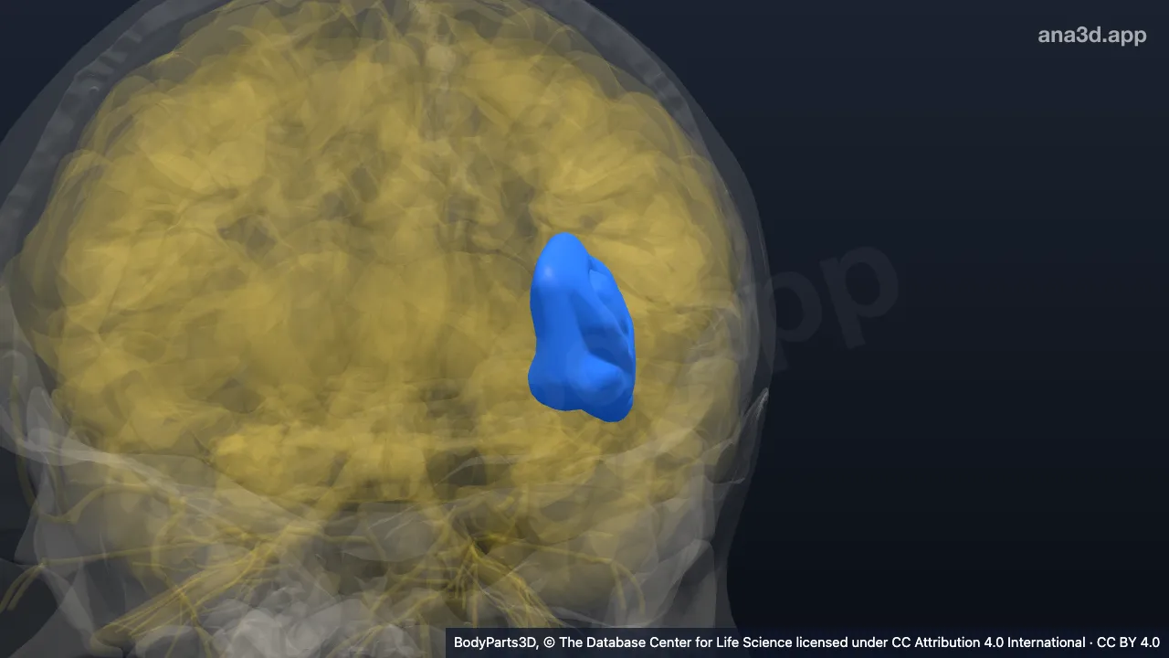 3D model: left insula