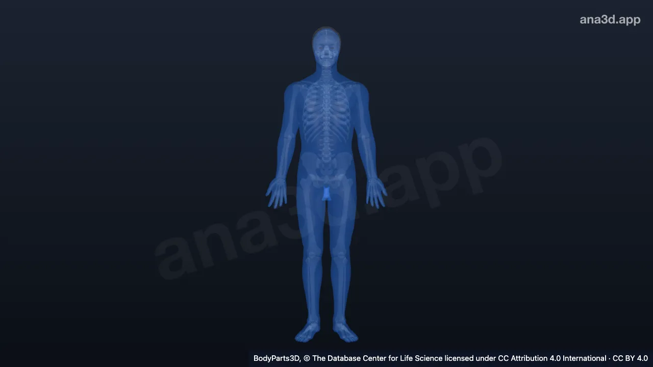 3D-Modell: Integument