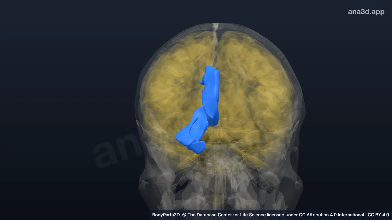 Modelo 3D: Lobo límbico direito